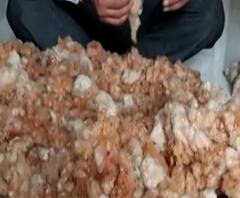 Cotton Farming | यवतमाळच्या परवेज पठाण यांनी केली पिवळ्या आणि कत्था रंगाच्या कापसाची लागवड