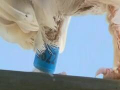 Australia plans to kill the missing racing pigeon that flew from US to Melbourne