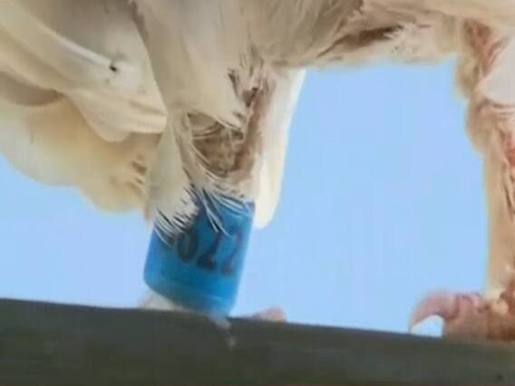 Australia plans to kill the missing racing pigeon that flew from US to Melbourne