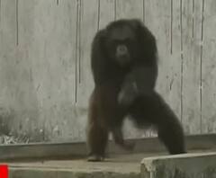 শিপাঞ্জি বাবু-কে দত্তক নিলেন অভিনেতা সোহিনী-সপ্তর্ষি