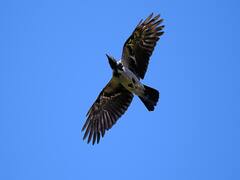 After COVID, Bird Flu haunts Rajasthan | 7 Ka Punch