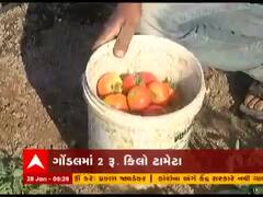સૌરાષ્ટ્ર અને ઉત્તર ગુજરાતના ટામેટા પકવતા ખેડૂતોની દશા બેઠી, જુઓ વીડિયો 