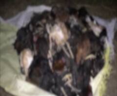 Bird Flu In Maharashtra | परभणीच्या मुरुंबा येथील 800 कोंबड्यांचा मृत्यू बर्ड फ्लूमुळेच, जिल्हा प्रशासनाचा अहवाल प्राप्त