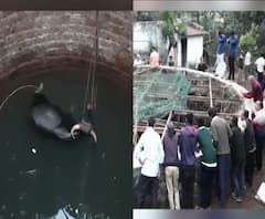 Mahabaleshwar | महाबळेश्वर जंगली गवा थेट विहिरीत पडला, वजनामुळे गव्याला बाहेर काढण्यात अडचण