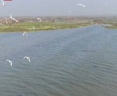 Bird Flu Alert: मरे पक्षी मिलने से मचा हड़कंप, अब ड्रोन से हो रही नदियों की मॉनिटरिंग | ABP Ganga 