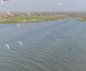 Bird Flu Alert: मरे पक्षी मिलने से मचा हड़कंप, अब ड्रोन से हो रही नदियों की मॉनिटरिंग | ABP Ganga 