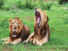 અસ્મિતા વિશેષ : સૌરાષ્ટ્રમાં સિંહની ગર્જના