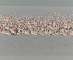 Special Report | नवी मुंबई खाडी किनारी फ्लेमिंगो पक्ष्याचं आगमन