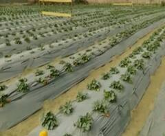 Varanasi की Strawberry Farming ने बनाए नए रिकॉर्ड | Satte Pe Satta 