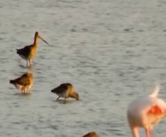 Uttarakhand में Bird Flu को लेकर हाई अलर्ट