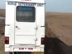 Ambala और Panchkula में एक लाख मुर्गियों की मौत, Haryana के poultry hub कहे जाते हैं दोनो शहर