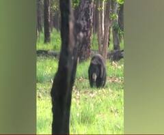 Pilibhit के जंगल से बाहर आया भालू, देखिए फिर क्या हुआ ? | Uttar Pradesh 