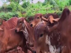 गाय को लेकर देश के लोगों को कितना है ज्ञान, जानिए- किस बात पर हो रहा है घमासान?