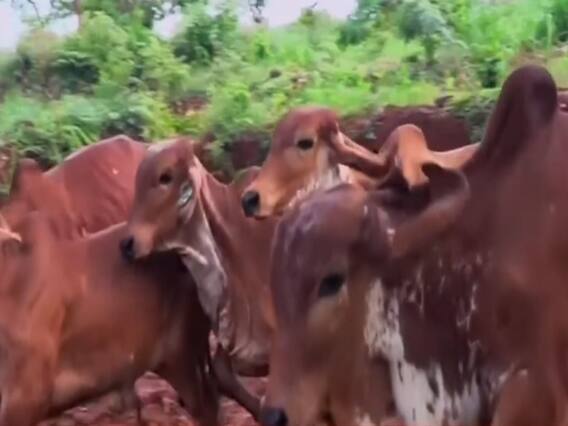 गाय को लेकर देश के लोगों को कितना है ज्ञान, जानिए- किस बात पर हो रहा है घमासान?