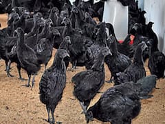 Kadaknath मुर्गों में Bird flu का वायरस मिला