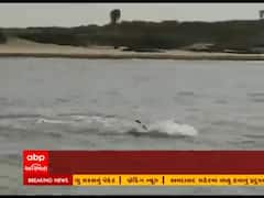દીવના દરિયામાં ડોલ્ફીન બની આકર્ષણનું કેન્દ્ર, જુઓ વીડિયો 