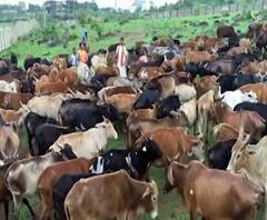 रत्नागिरीत गोशाळेतील चारा जळून खाक, 700 गुरांवर उपासमारीची वेळ, गोशाळेला तुमच्या मदतीची गरज