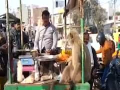 रोज ठेले पर कचौड़ी और जलेबी खाने आता है ये लंगूर