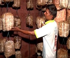 शेती जगत | आंबा, काजू पिकावर करपा रोगाचा प्रादुर्भाव, अवकाळी पावसानंतर रोगराईचं संकट