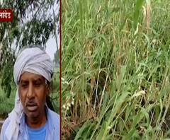 Farmer Loss | नांदेडमध्ये अवकाळी पाऊस, रब्बी पिकांचं नुकसान, भाजीपाला, फळभाज्या भुईसपाट