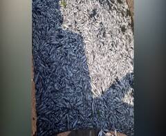 Kolhapur Water Pollution | पंचगंगेतील प्रदूषणामुळे लाखो मासे मृत्यूमुखी, शिरोळ बंधाऱ्यात मृत माशांचा खच