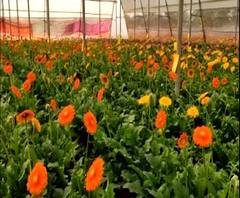 Gerbera flower Plantation | दुष्काळी भागात जरबेरा फुलांची लागवड; महिन्याला एक लाखांचे उत्पन्न