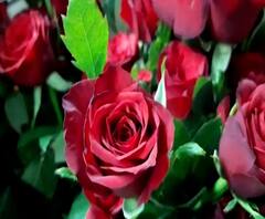 Valentine Day 2021 | प्रेमाचं प्रतीक कोमेजलं... व्हॅलेन्टाईनला घटली गुलाबाची मागणी 