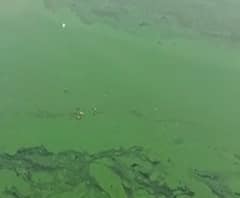 Bhiwandi | वऱ्हाड तलावातील पाण्यावर हिरवा तवंग; दुर्गंधीमुळे नागरीक हैराण