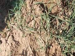 Banaskantha ના ડીસાના આ ગામની સીમમાં રિંછ જોવા મળતા ફફડાટ, જુઓ વીડિયો