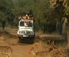 Special Report | अभयारण्याबाहेर जंगल सफारीचा आनंद; वन विभागाचा अनोखा उपक्रम