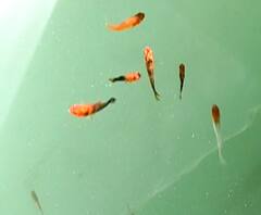 Aquarium Fish | राजापुरात शोभीवंत माशांचं संवंर्धन करुन लाखोंची उलाढाल