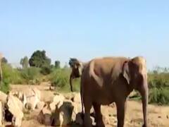 બનાસકાંઠાના સાતસણની સીમમાં ચાર હાથીને કોઈ નિરાશ્રિત મૂકીને જતું રહ્યું