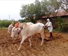 Farmer Loan: ठाकरे सरकारचा शेतकऱ्यांना दिलासा, तीन लाखांपर्यंत बिनव्याजी पीककर्ज मिळणार 