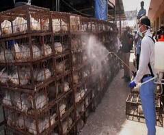 एक साथ 300 से ज्यादा कड़कनाथ मुर्गियों की मौत से हड़कंप। Pauri Garhwal 