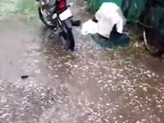 MP: रायसेन में तेज बारिश के साथ ओले गिरे, फसलों को भारी नुकसान