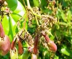 Ratnagiri Hapus Mango | 'कोकणाच्या राजा'वर अस्मानी संकट, अवकाळी पावसामुळे हापूसची आवक लांबणीवर 