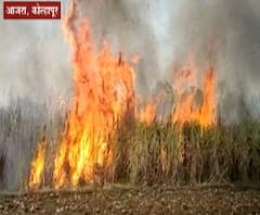 Kolhapur Farm Fire : कोल्हापुरातल्या आजरा तालुक्यात 60 एकर ऊस जळाला, शॉर्टसर्किटमुळं लागली आग