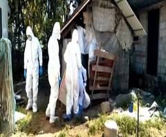 Bird Flu | नवापुरातलं सर्वात मोठं 'कलिंग' ऑपरेशन संपलं, 6 लाख कोंबड्या नष्ट