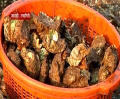 Special Report | रत्नगिरीत कालव्यांची शेती; 160 ते 180 रु डझनने कालव्यांची विक्री