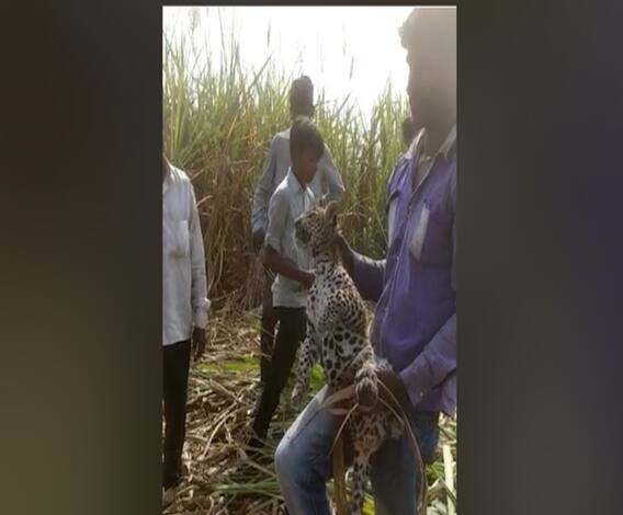 Selfie with Leopard Cub | लासलगावमध्ये स्थानिकांची नसती उठाठेव; बिबट्याच्या बछड्यासोबत सेल्फीसेशन