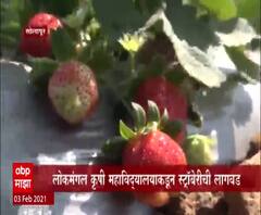 Sheti Jagat | सोलापुरात स्ट्रॉबेरी लागवडीचा प्रयोग यशस्वी