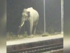Haridwar : जब Railway Station पर पानी की तलाश में पहुंचा हाथी 