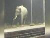 Haridwar : जब Railway Station पर पानी की तलाश में पहुंचा हाथी