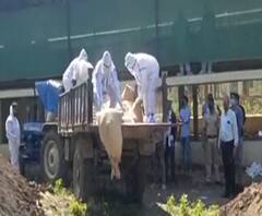 Bird Flu | राज्यातील सर्वात मोठं किलींग ऑपरेशन नंदुरबारमध्ये 