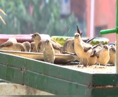 Special Report | चिमण्यांची अनोखी शाळा; चिमण्यांसाठी आकर्षक अन्नपात्रे, खोपे