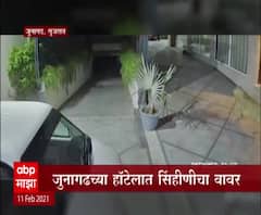 Gujarat | जुनागढच्या हॉटेलमध्ये सिंहिणीचा वावर, रात्रीची वेळ असल्याने अनर्थ टळला