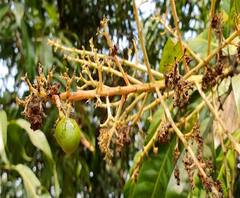 अवकाळीनंतर आता रोगराई, कोकणातील आंबा, काजू उत्पादक संकटात, नुकसान भरपाईसाठी शेतकऱ्यांची मागणी