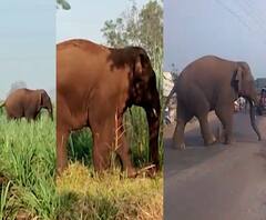 कोल्हापूरमध्ये हत्तीचा थरार! सेनापती कापशी गावात हत्ती सैरभैर, नागरिकांच्या गोंधळामुळे बिथरला हत्त