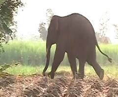 Kolhapur | कोल्हापुरातील कापशी गावात हत्तीचा धुमाकूळ; नागरिकांच्या गोंधळामुळे हत्ती बिथरला 