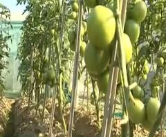 अनोखा अविष्कारः एक ही वक्त में इस पौधे पर लगती हैं दो सब्जियां | Satte Pe Satta